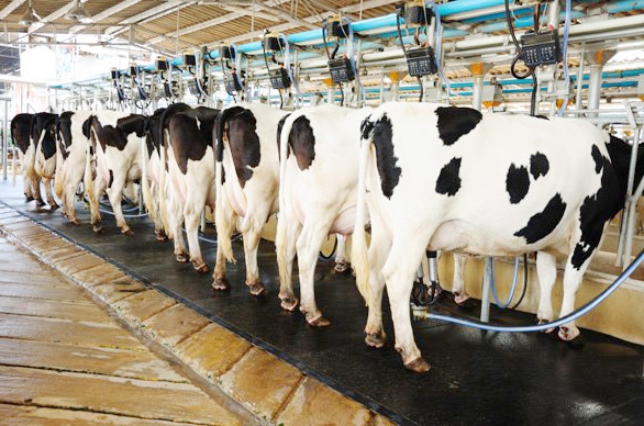 Devlet Desteğiyle Süt Üretimine Devasa Yatırım!